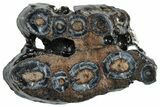 Mammoth Molar Slice With Case - South Carolina #291116-1
